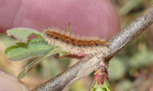 Réf. 225 611 : Rhyparia purpurata